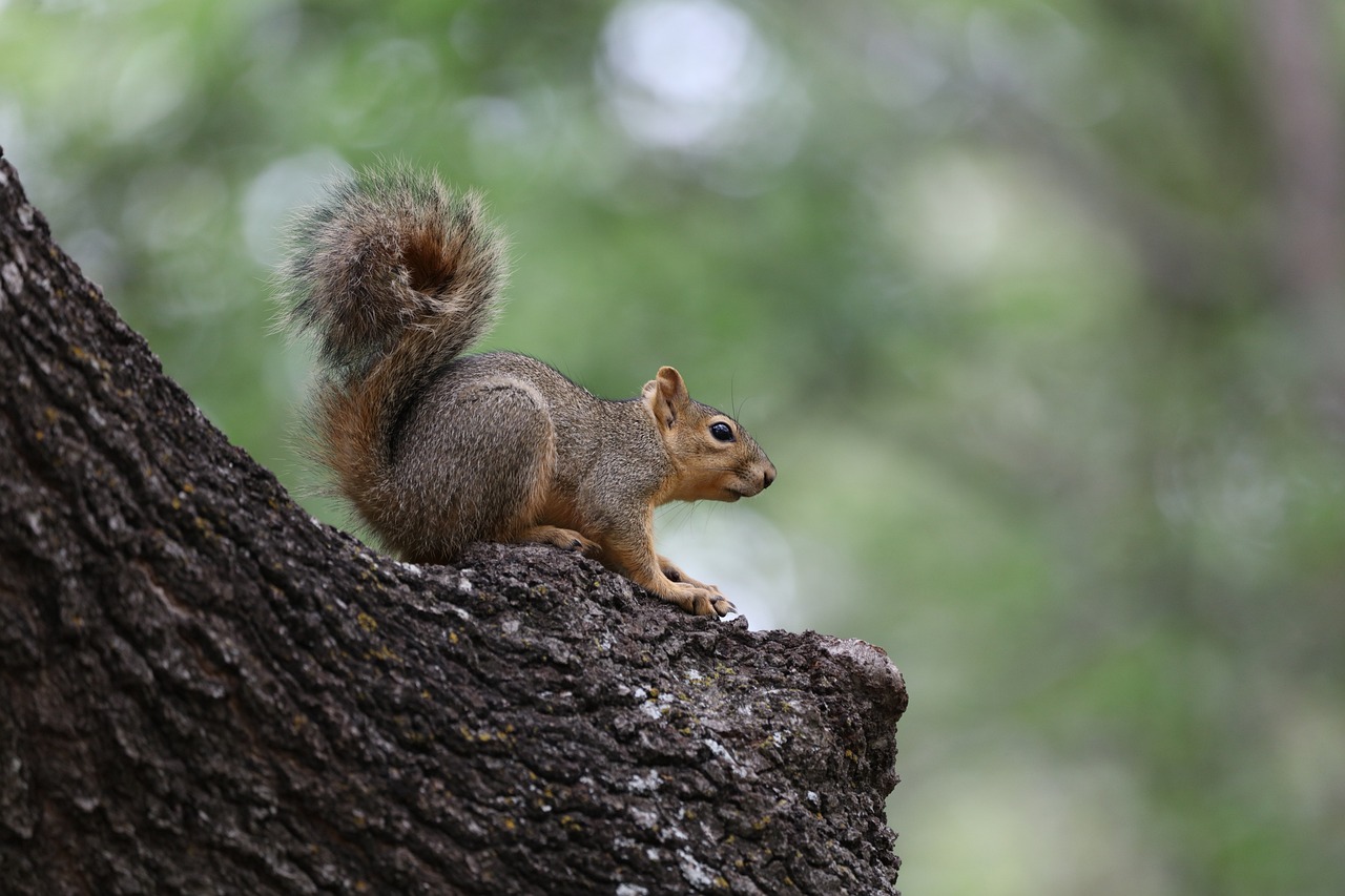 How to Create a Wildlife Habitat in Your Backyard